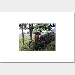 Scottish Highland Cattle Calf 1477 Posters and Art